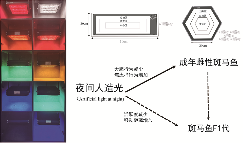 水生所揭示光污染对鱼类行为的影响存在代际传递效应