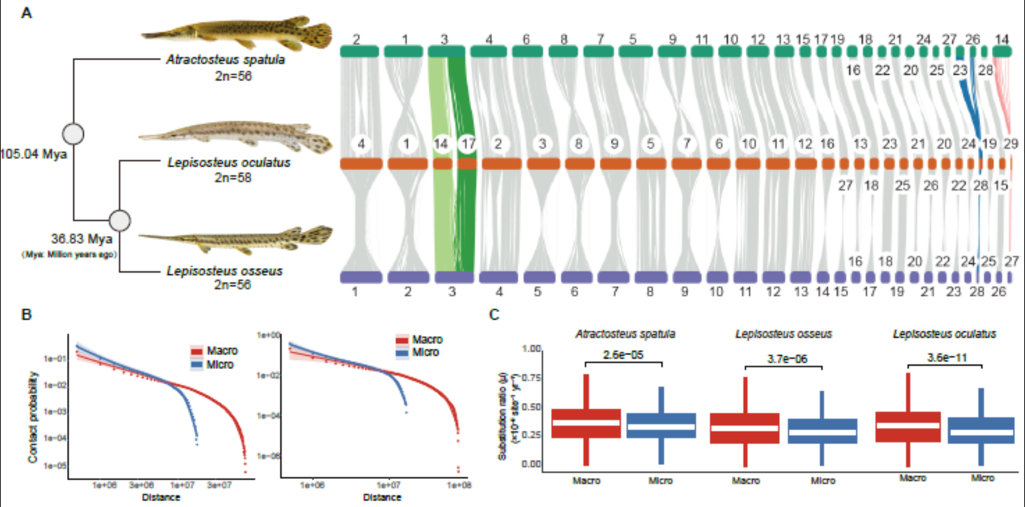 水生所在“活化石”鱼类基因组演化领域再获新进展