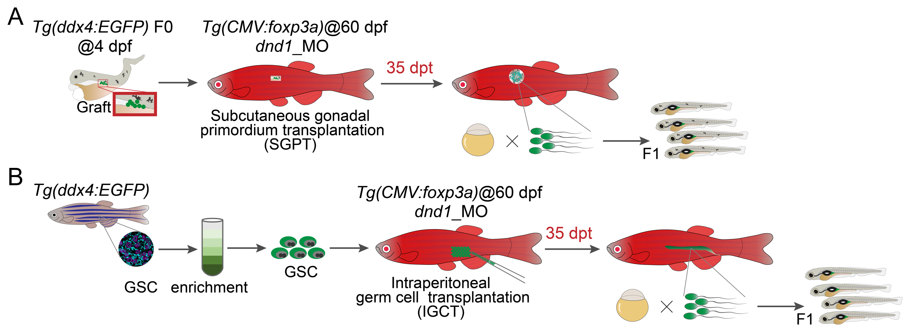 水生所建立鱼类诱导性Treg技术提升鱼类借腹生殖效率