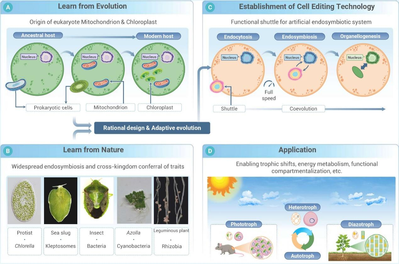 从基因编辑到细胞编辑：水生所提出合成生物学新策略