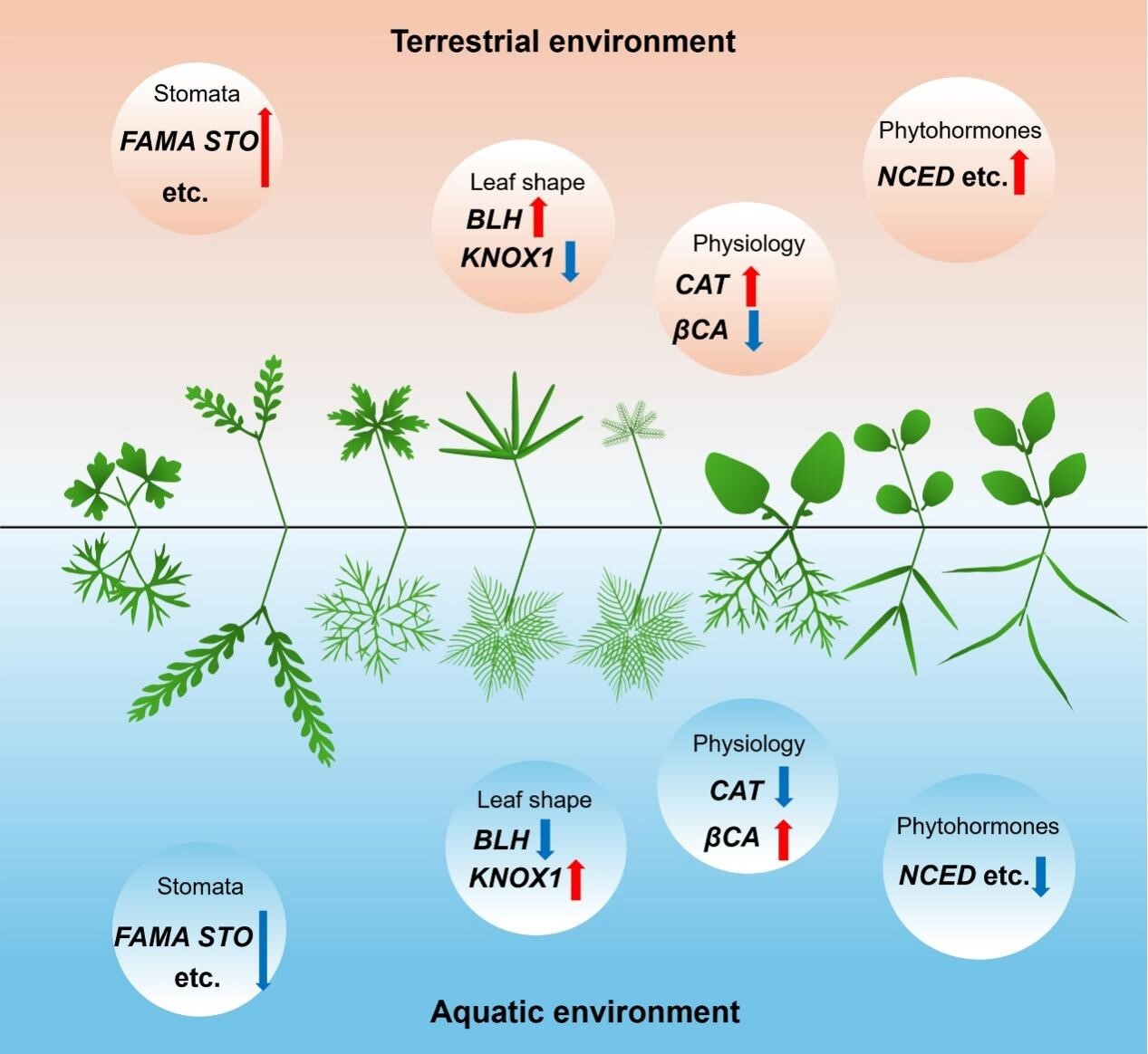 水生所揭示多种水生植物异形叶发育的趋同调控机制