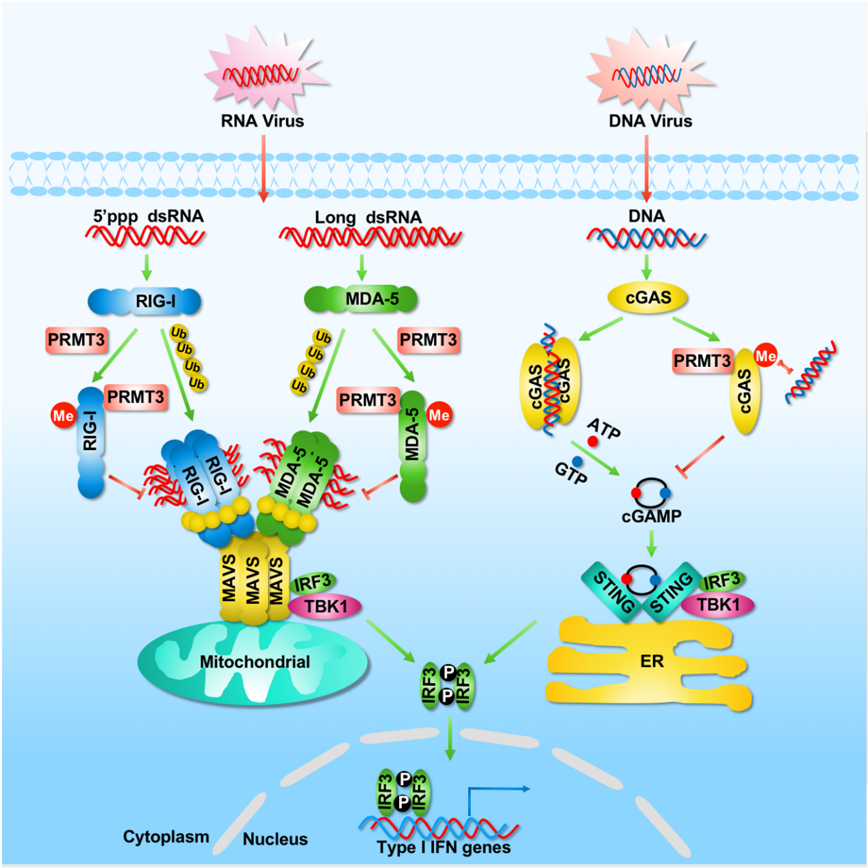 水生所揭示精氨酸甲基化酶PRMT3负调控抗病毒天然免疫反应的机制