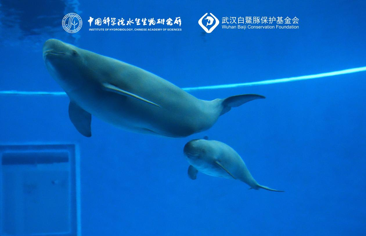 首例“头位分娩”长江江豚今天满月 体重翻倍