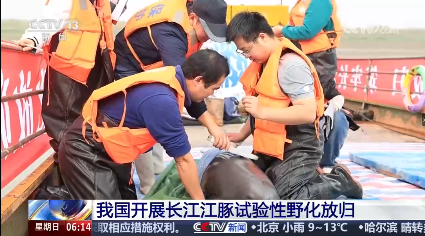 水生所联合完成长江江豚第三次野化放归